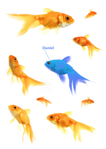 Image of goldfish symbolising personal approach